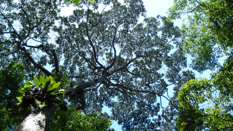 0783 DSCN0711